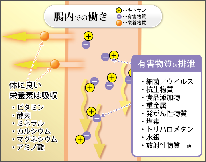 キトサン２